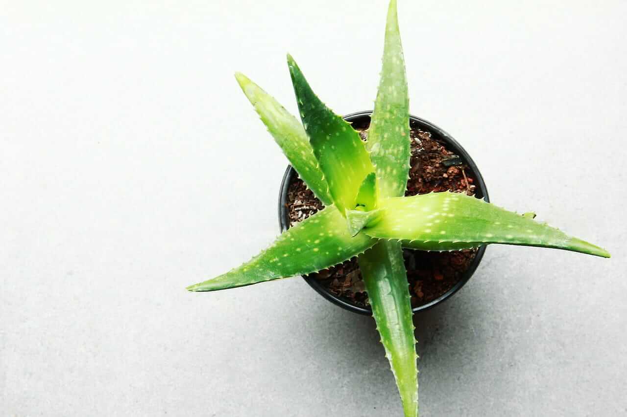 Aloe Vera Bitkisi Nasıl Yetiştirilir?