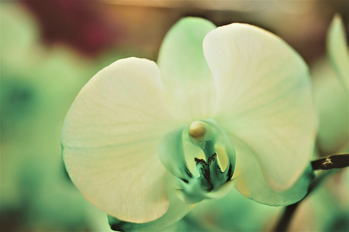 Zarafetin Simgesi: Orkide